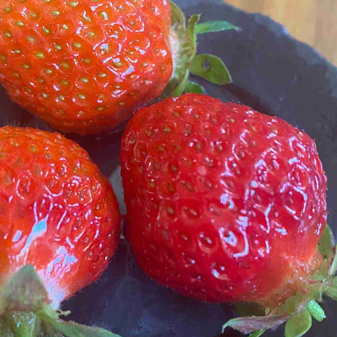 【ガーデニング】🌱 種蒔き・挿し芽・自家採種🌱【発芽・発根】
