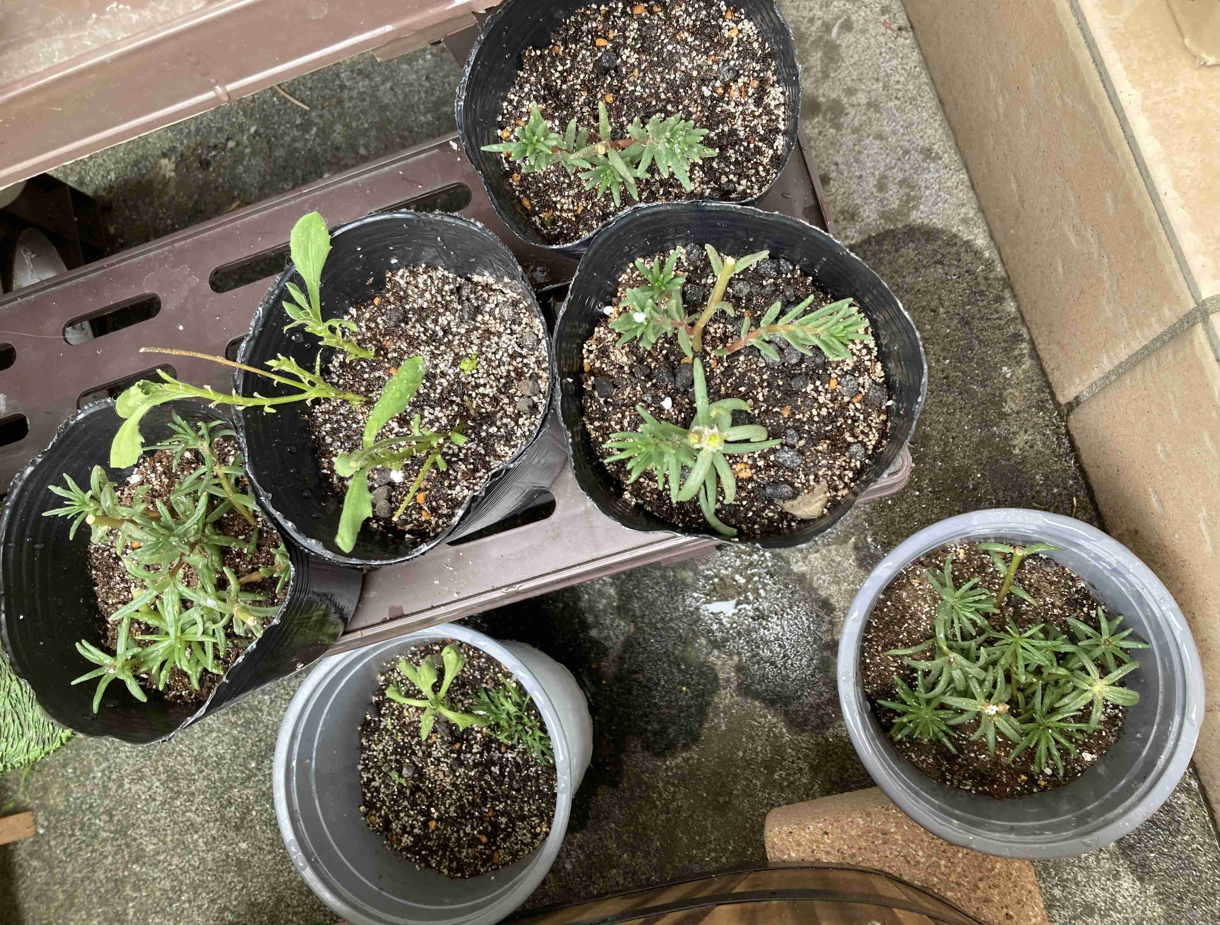 【ガーデニング】🌱 種蒔き・挿し芽・自家採種🌱【発芽・発根】