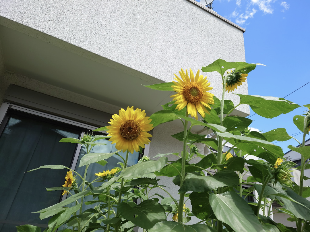 【ガーデニング】🌱 種蒔き・挿し芽・自家採種🌱【発芽・発根】