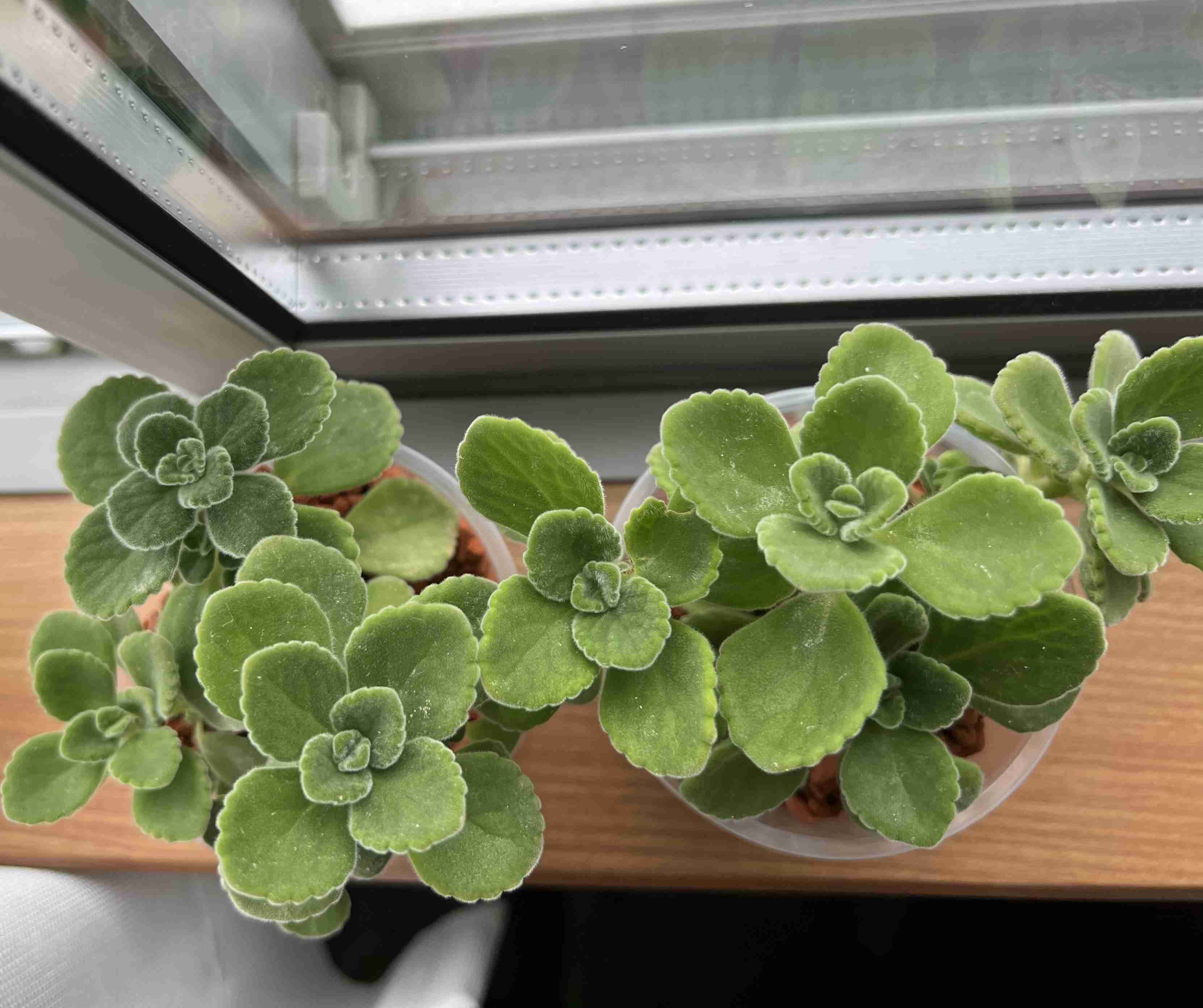 【ガーデニング】🌱 種蒔き・挿し芽・自家採種🌱【発芽・発根】