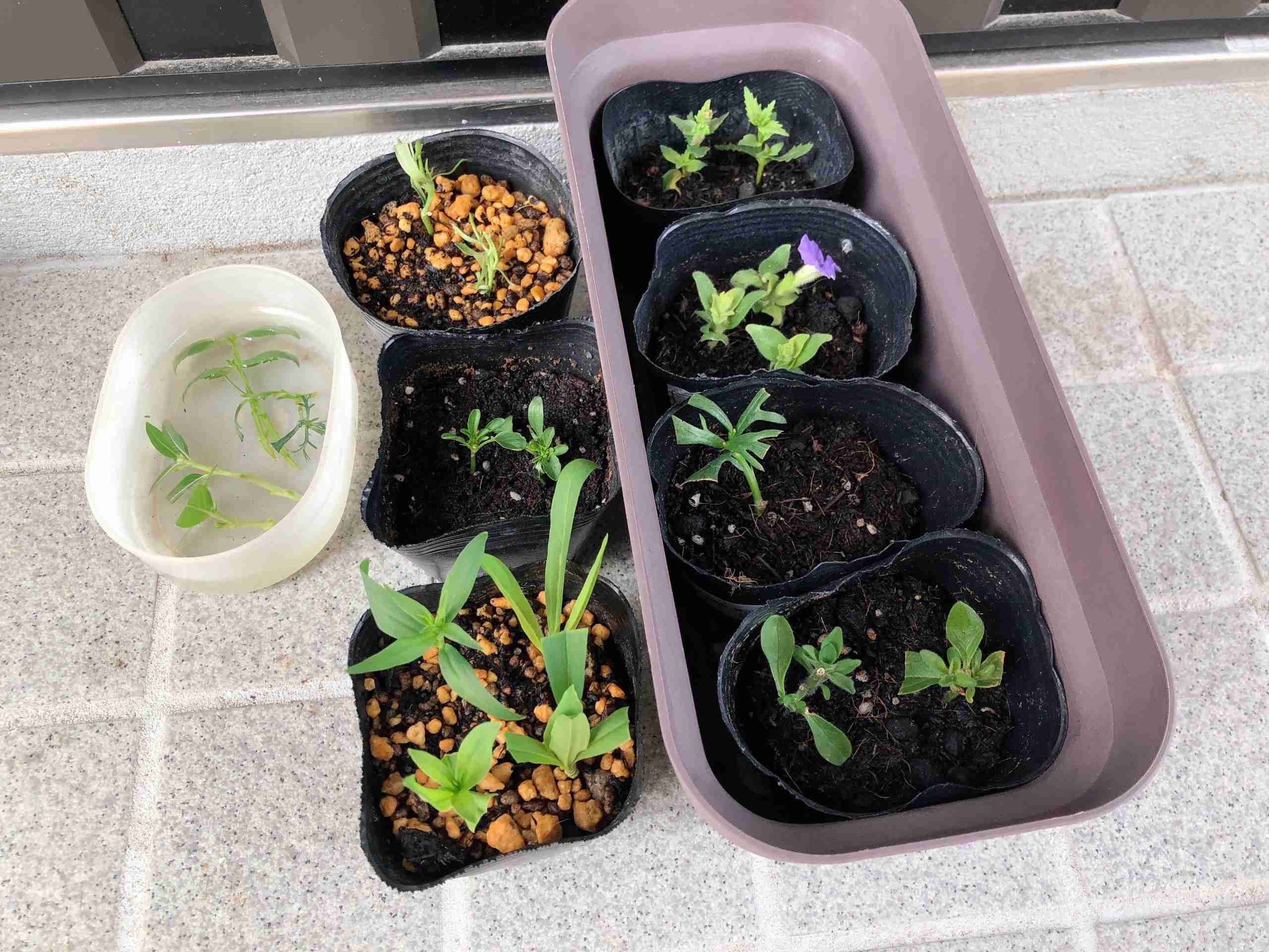 【ガーデニング】🌱 種蒔き・挿し芽・自家採種🌱【発芽・発根】