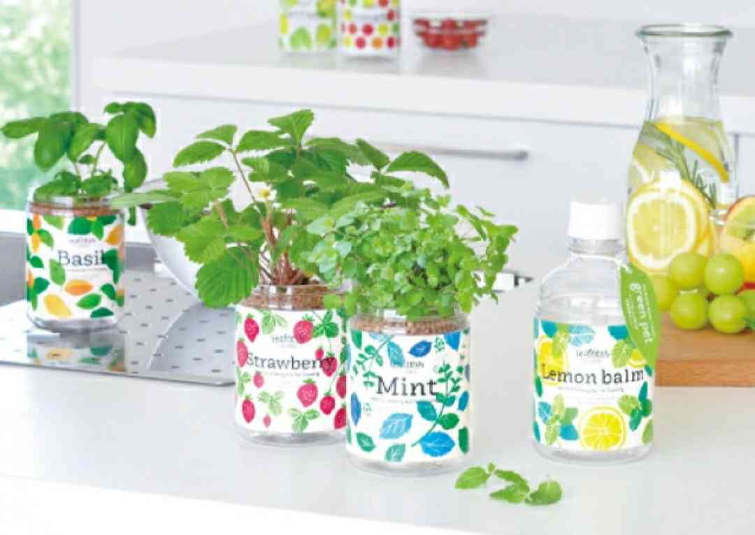 【ガーデニング】🌱 種蒔き・挿し芽・自家採種🌱【発芽・発根】