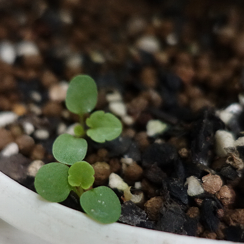 【ガーデニング】🌱 種蒔き・挿し芽・自家採種🌱【発芽・発根】