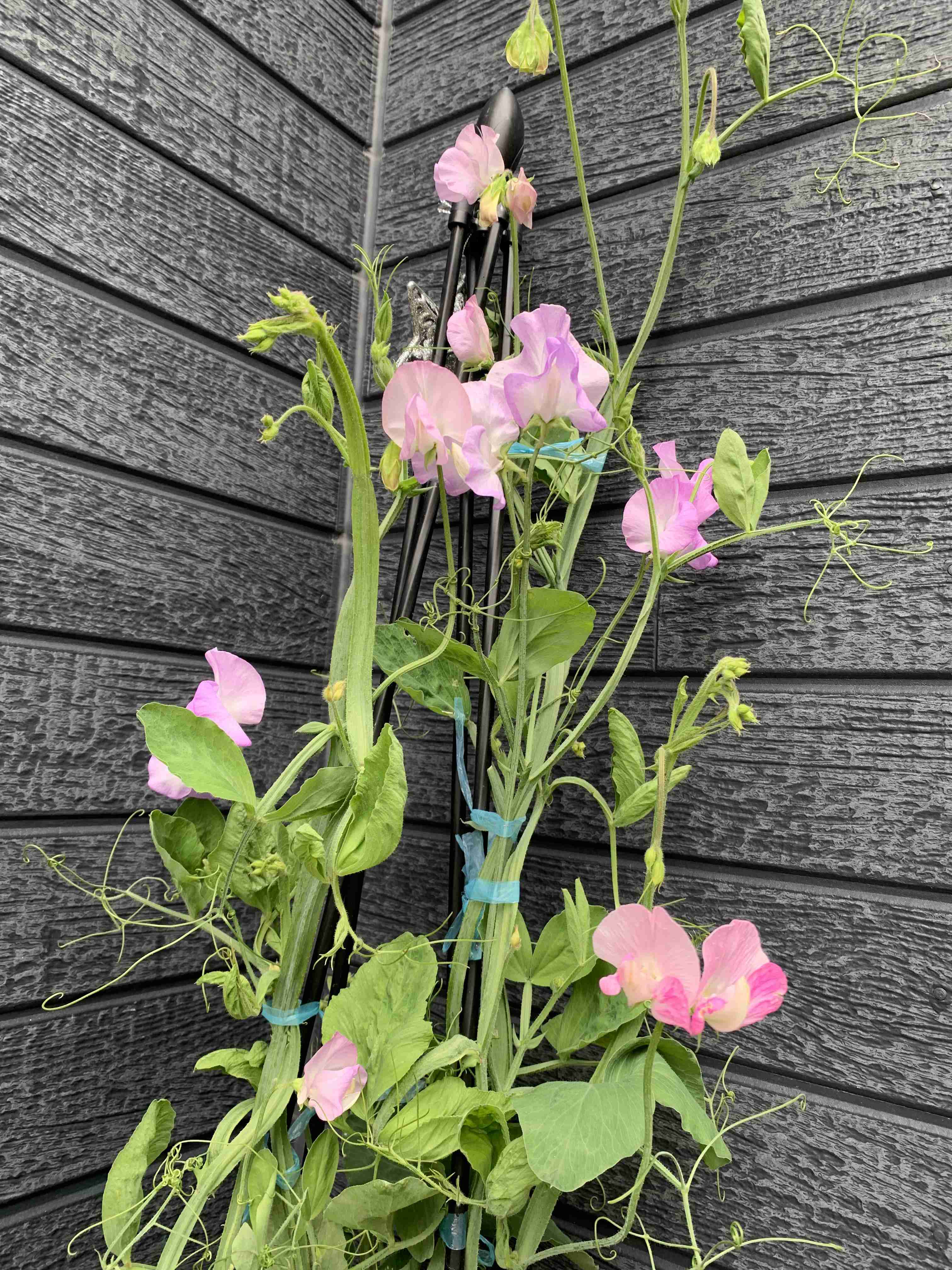 【ガーデニング】🌱 種蒔き・挿し芽・自家採種🌱【発芽・発根】