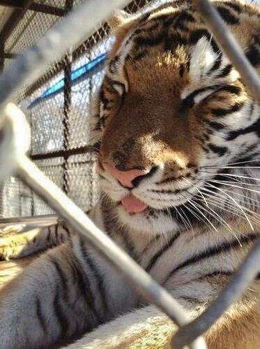 【何の意味がある?】決めポーズが集まるトピ