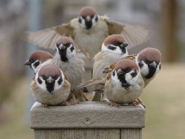 【何の意味がある?】決めポーズが集まるトピ