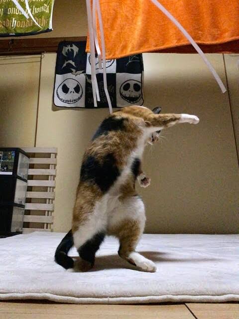 【何の意味がある?】決めポーズが集まるトピ