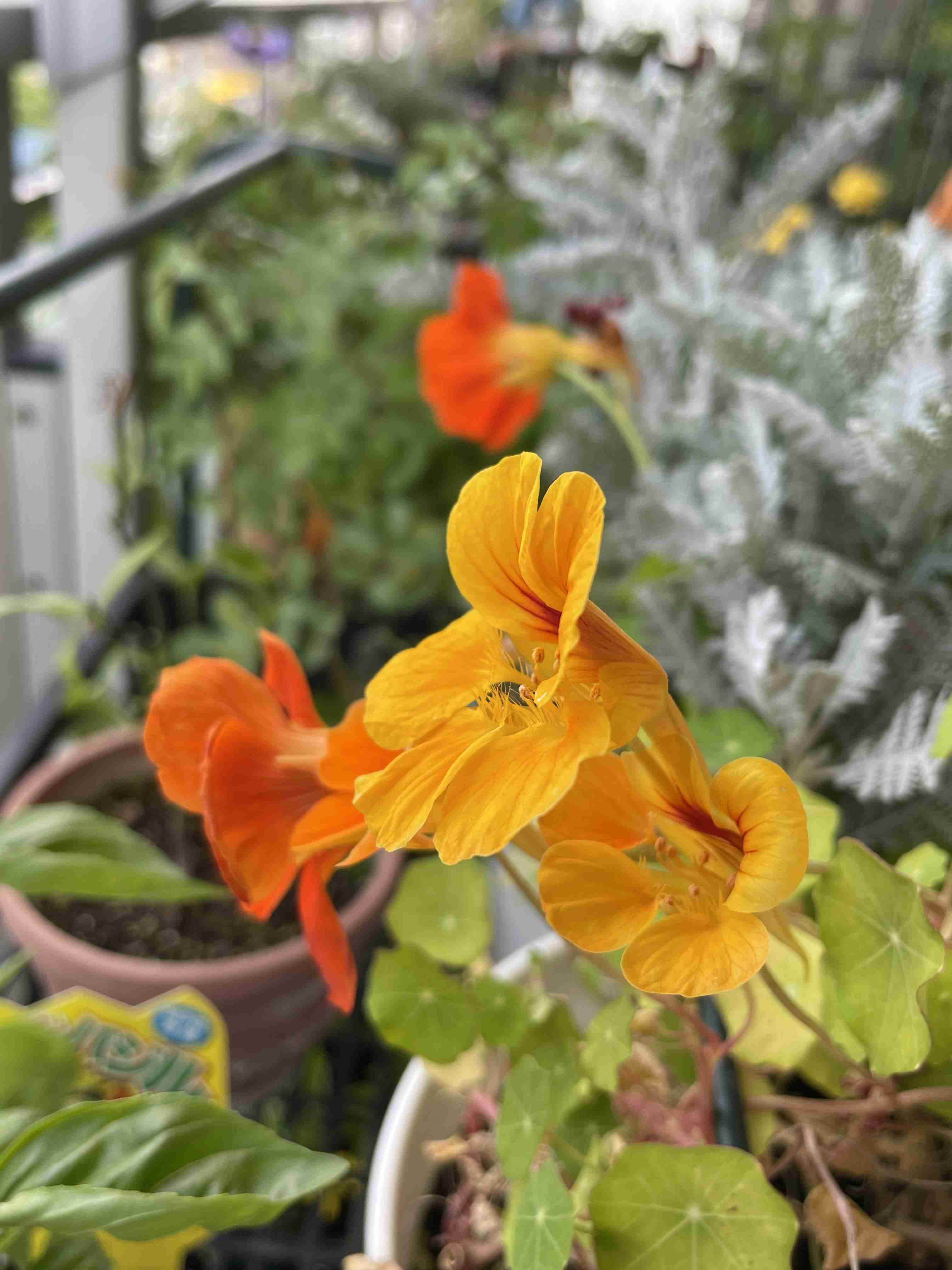 ベランダ菜園してる人