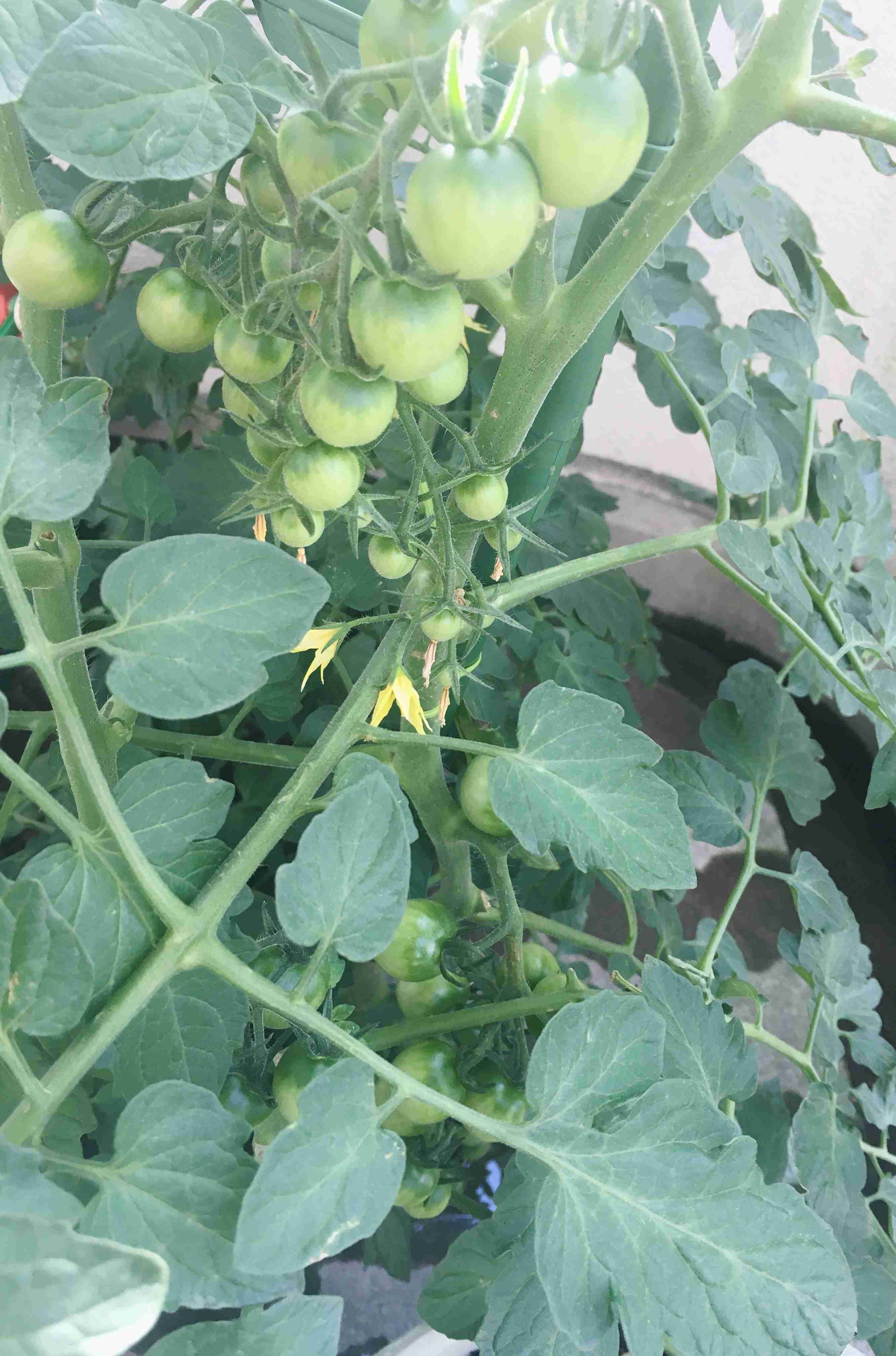 ベランダ菜園してる人