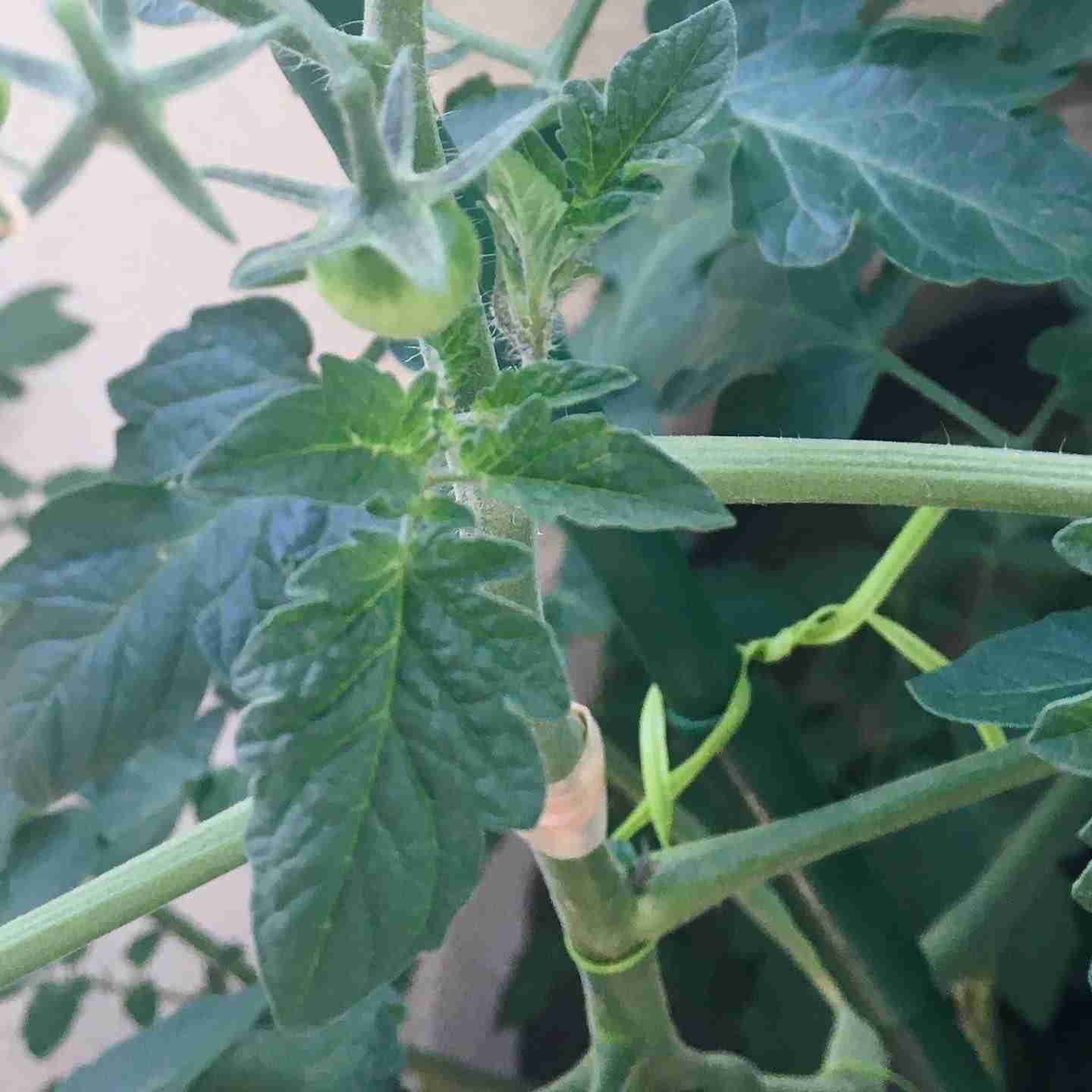 ベランダ菜園してる人