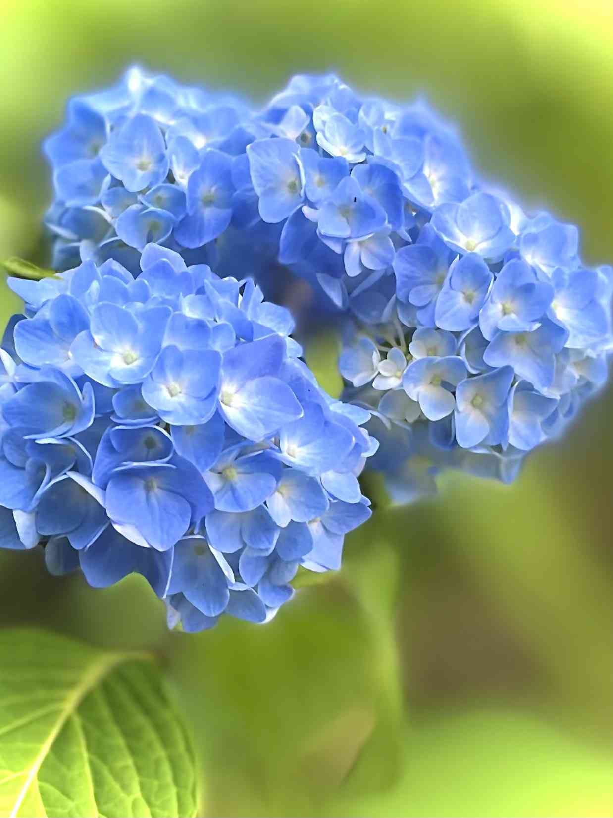 米津玄師、『GINZA』で女性ファッション誌初表紙 12ページの特集で多角的に紹介