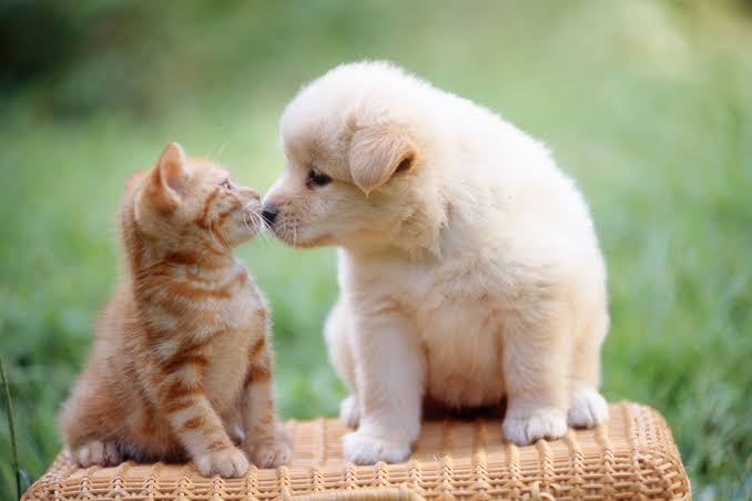 マツコ、『月曜から夜ふかし』でペットを飼わない理由を告白 「動物は老いる」