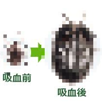 血で満腹になるまでは、ライターであぶっても離れない! 最終手段は「皮膚ごと切除」…マダニ<対策実践編>