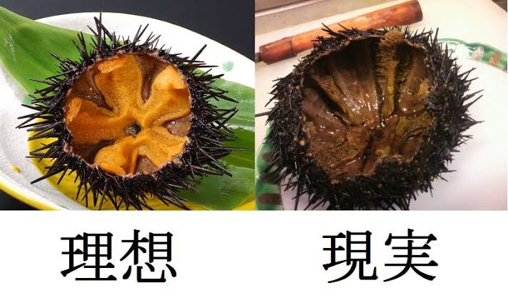 高級食材のはずが…「ウニ」大量発生 海底で次々叩き割り駆除