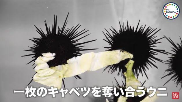 高級食材のはずが…「ウニ」大量発生 海底で次々叩き割り駆除