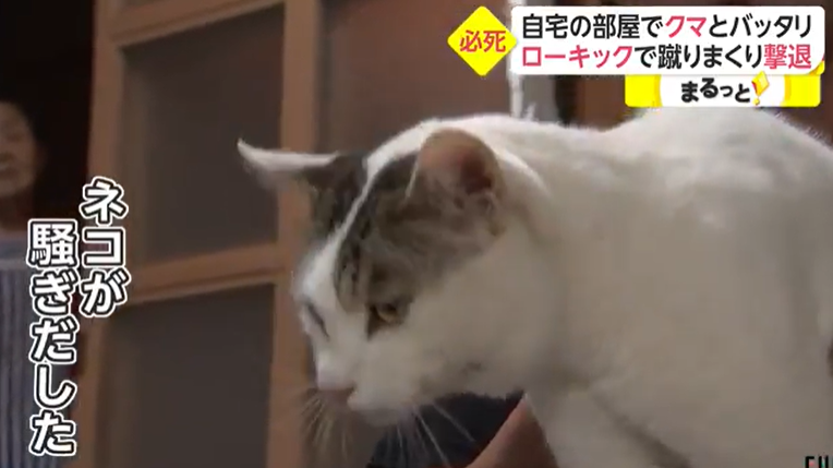 イノシシに襲われたか? 80代男性が山林で遺体で見つかる 広島・庄原市