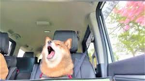 【500人アンケート】ドライブデートでされたら絶対にイヤなことランキングTOP7