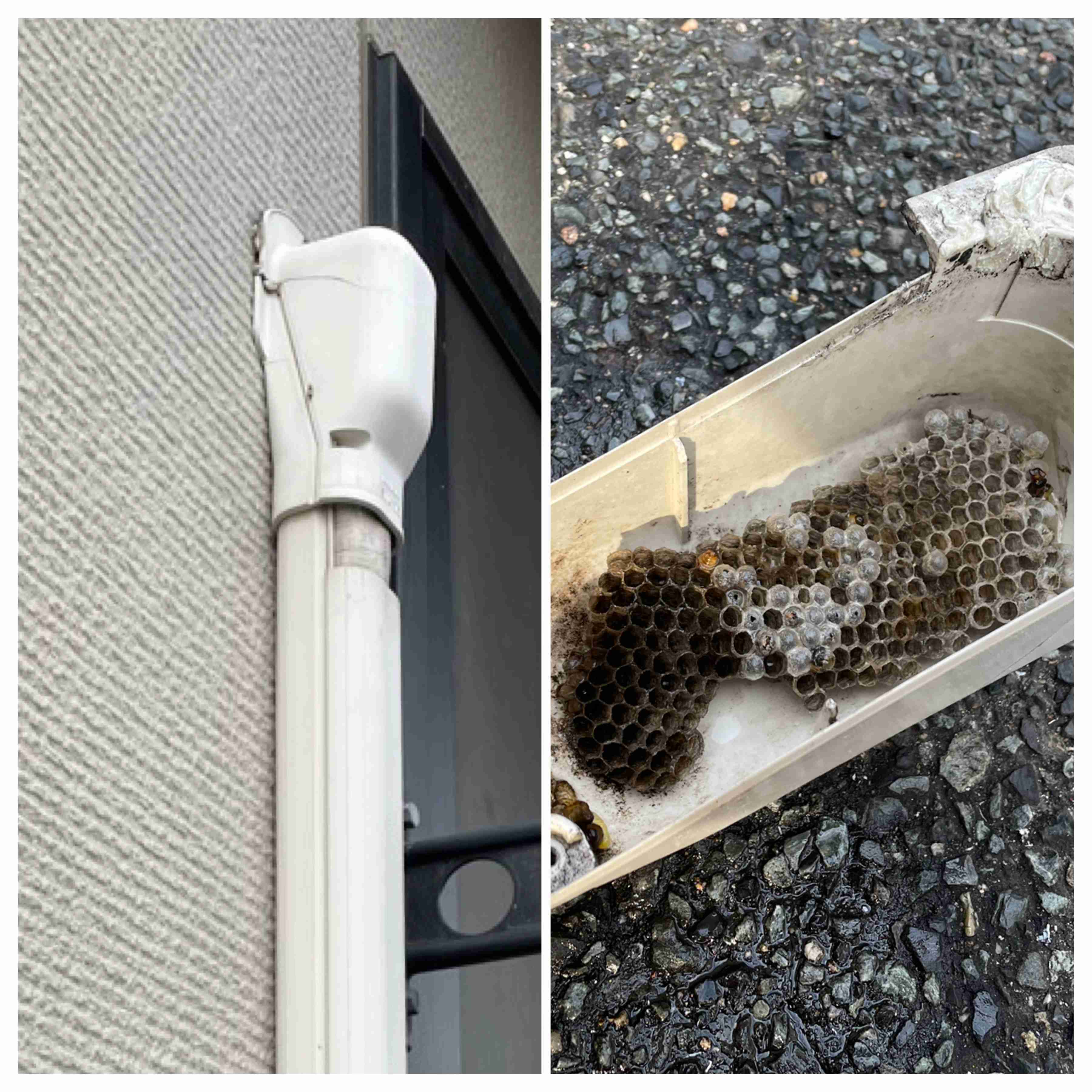 家にハチが巣を作った【求む対処法】