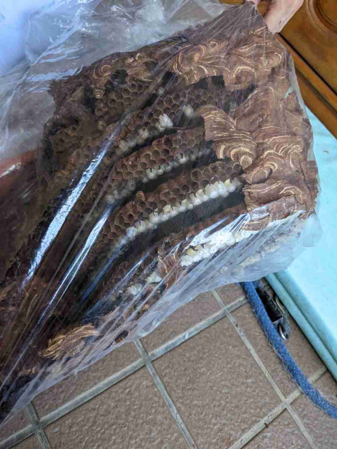 家にハチが巣を作った【求む対処法】