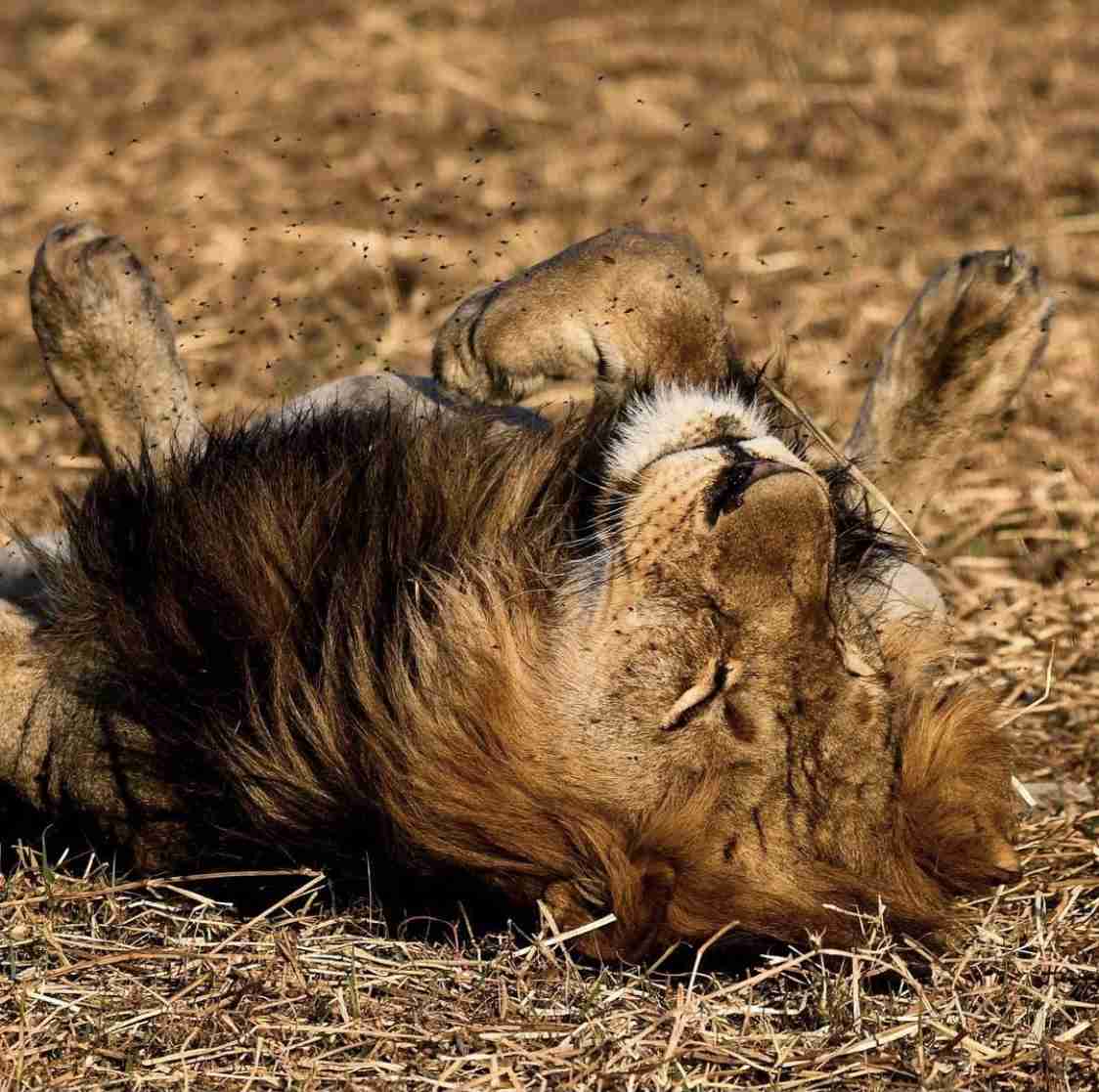 ネコ科の動物好きな人