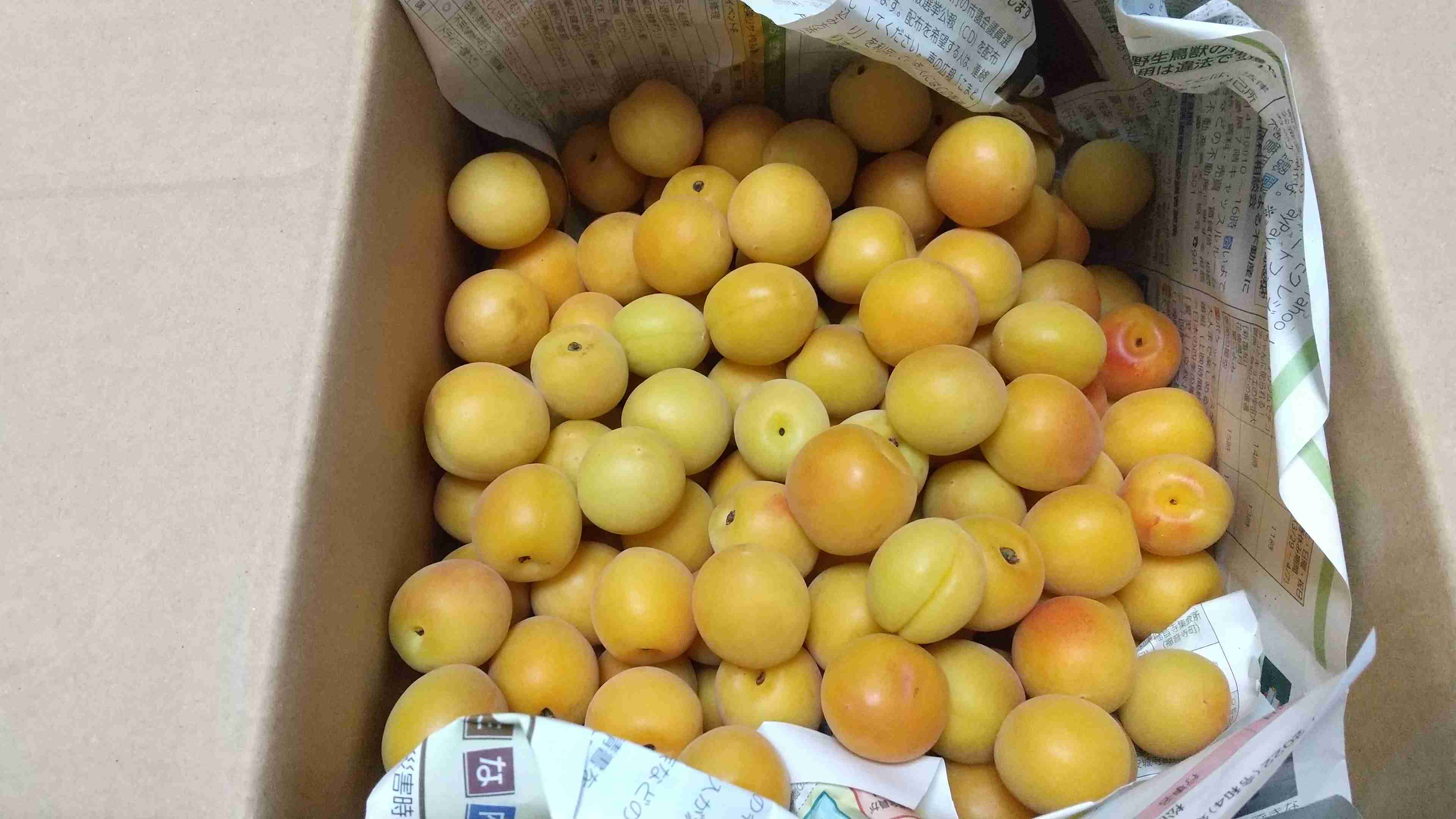 梅仕事してるガル民いる？