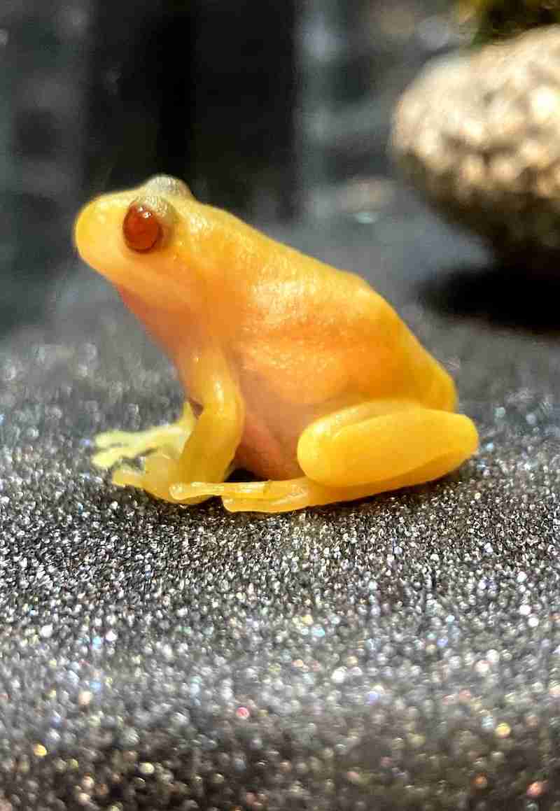 「数千匹に1匹という確率…」金色のオタマジャクシ発見　神戸・北区の田んぼで10匹以上