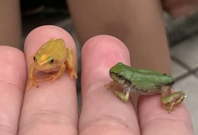 「数千匹に1匹という確率…」金色のオタマジャクシ発見　神戸・北区の田んぼで10匹以上