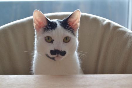がるちゃん猫カフェ75号店開店しました♪(初めての方も大歓迎♪)