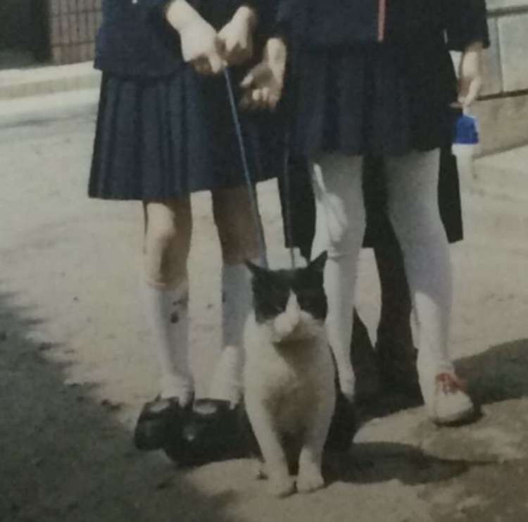 がるちゃん猫カフェ75号店開店しました♪(初めての方も大歓迎♪)