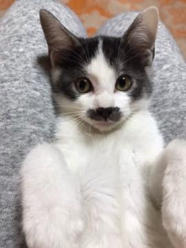 がるちゃん猫カフェ75号店開店しました♪(初めての方も大歓迎♪)