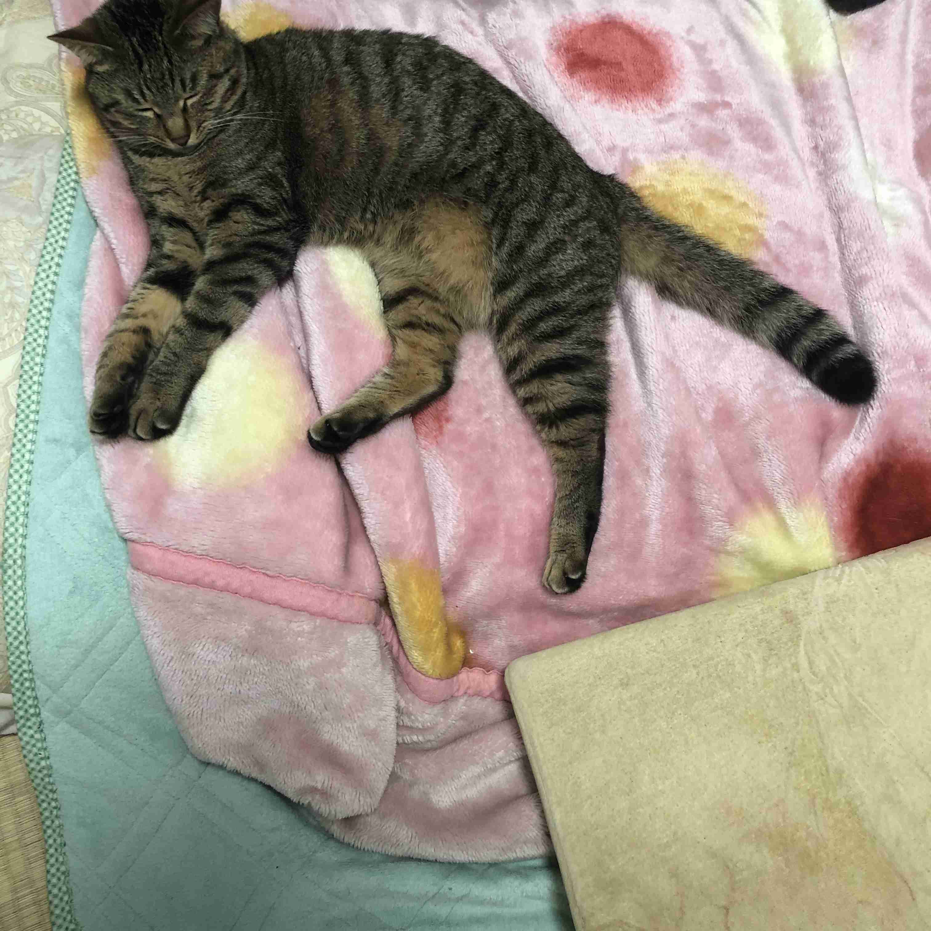 がるちゃん猫カフェ75号店開店しました♪(初めての方も大歓迎♪)