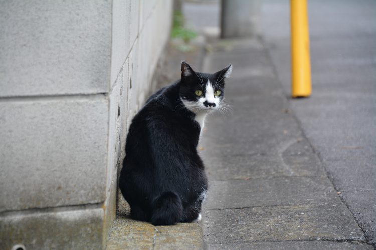がるちゃん猫カフェ75号店開店しました♪(初めての方も大歓迎♪)