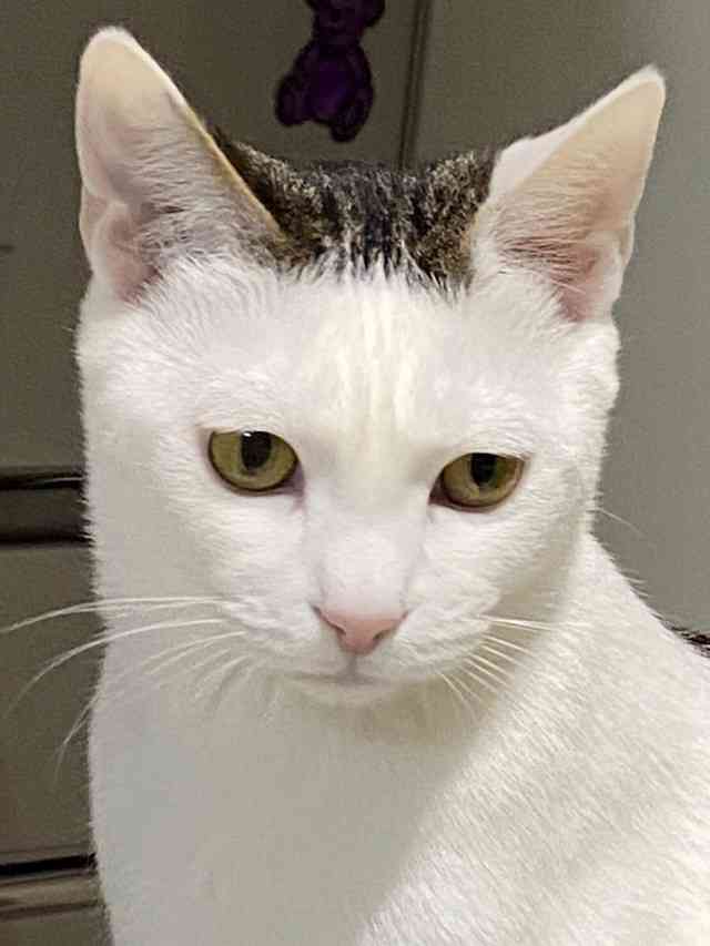 がるちゃん猫カフェ75号店開店しました♪(初めての方も大歓迎♪)