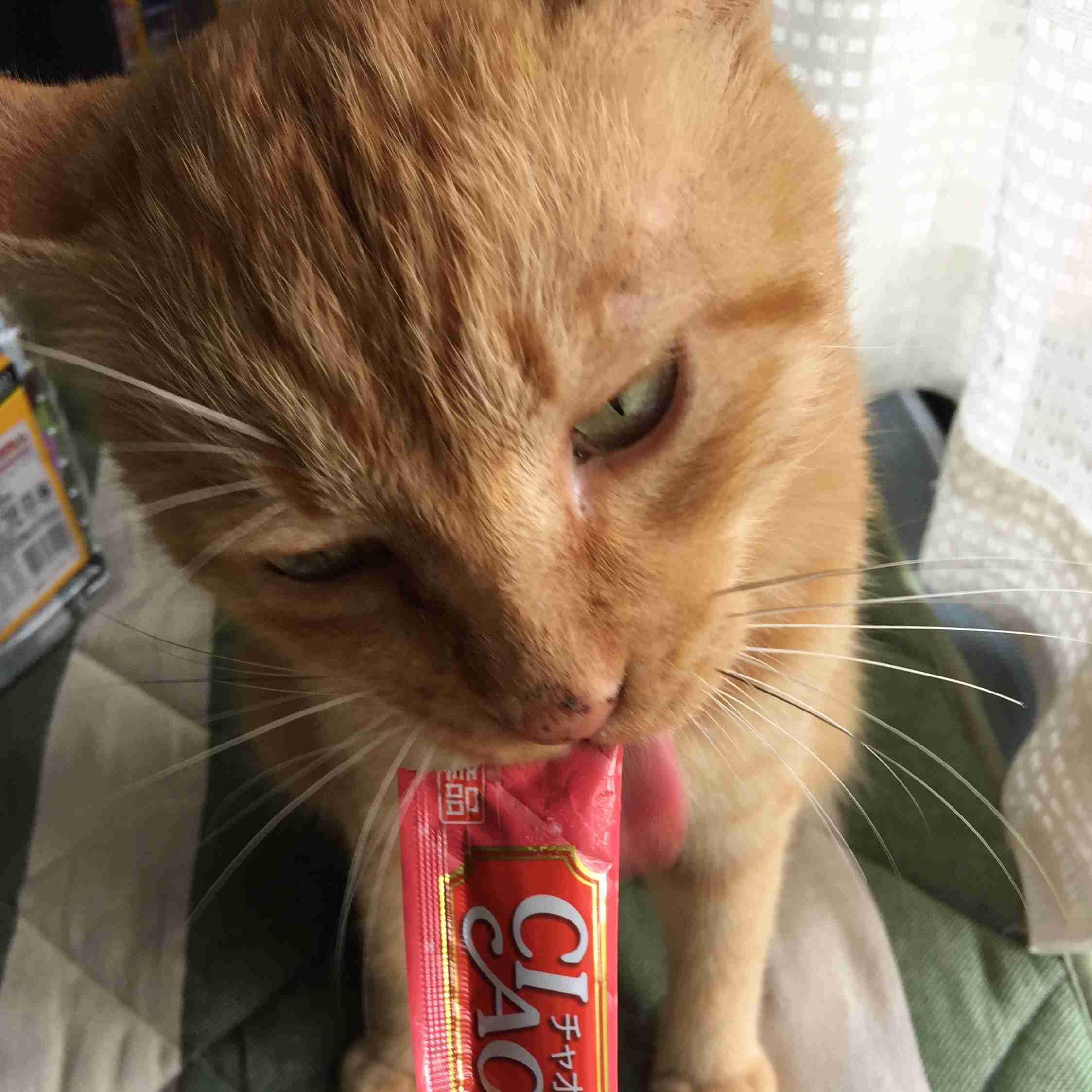 がるちゃん猫カフェ75号店開店しました♪(初めての方も大歓迎♪)