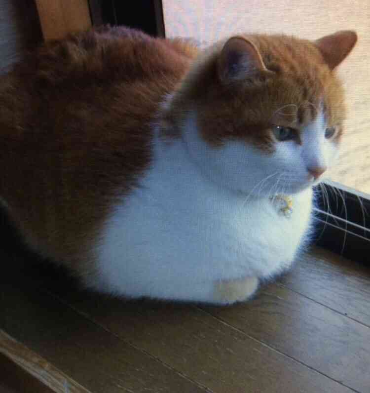 がるちゃん猫カフェ75号店開店しました♪(初めての方も大歓迎♪)