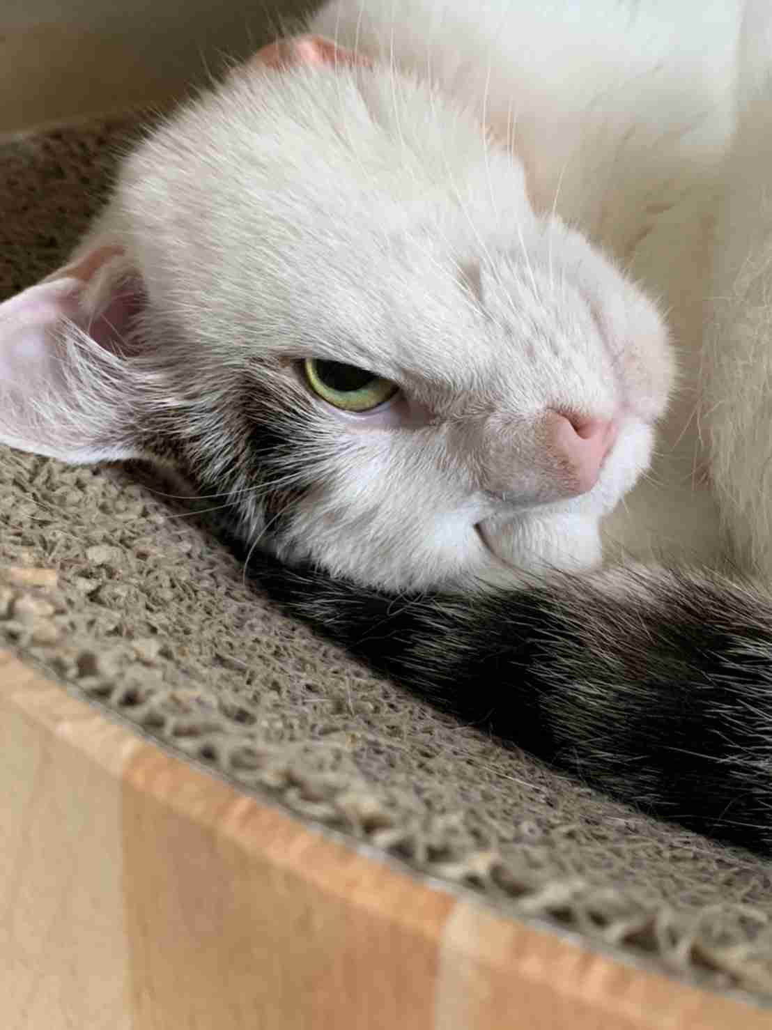 がるちゃん猫カフェ75号店開店しました♪(初めての方も大歓迎♪)