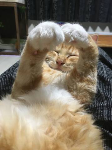 がるちゃん猫カフェ75号店開店しました♪(初めての方も大歓迎♪)