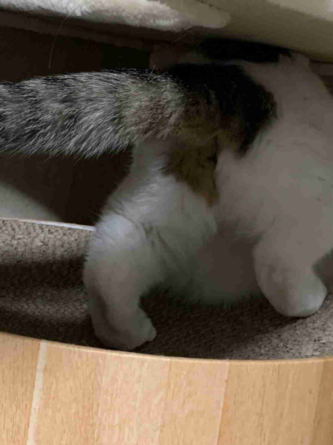 がるちゃん猫カフェ75号店開店しました♪(初めての方も大歓迎♪)