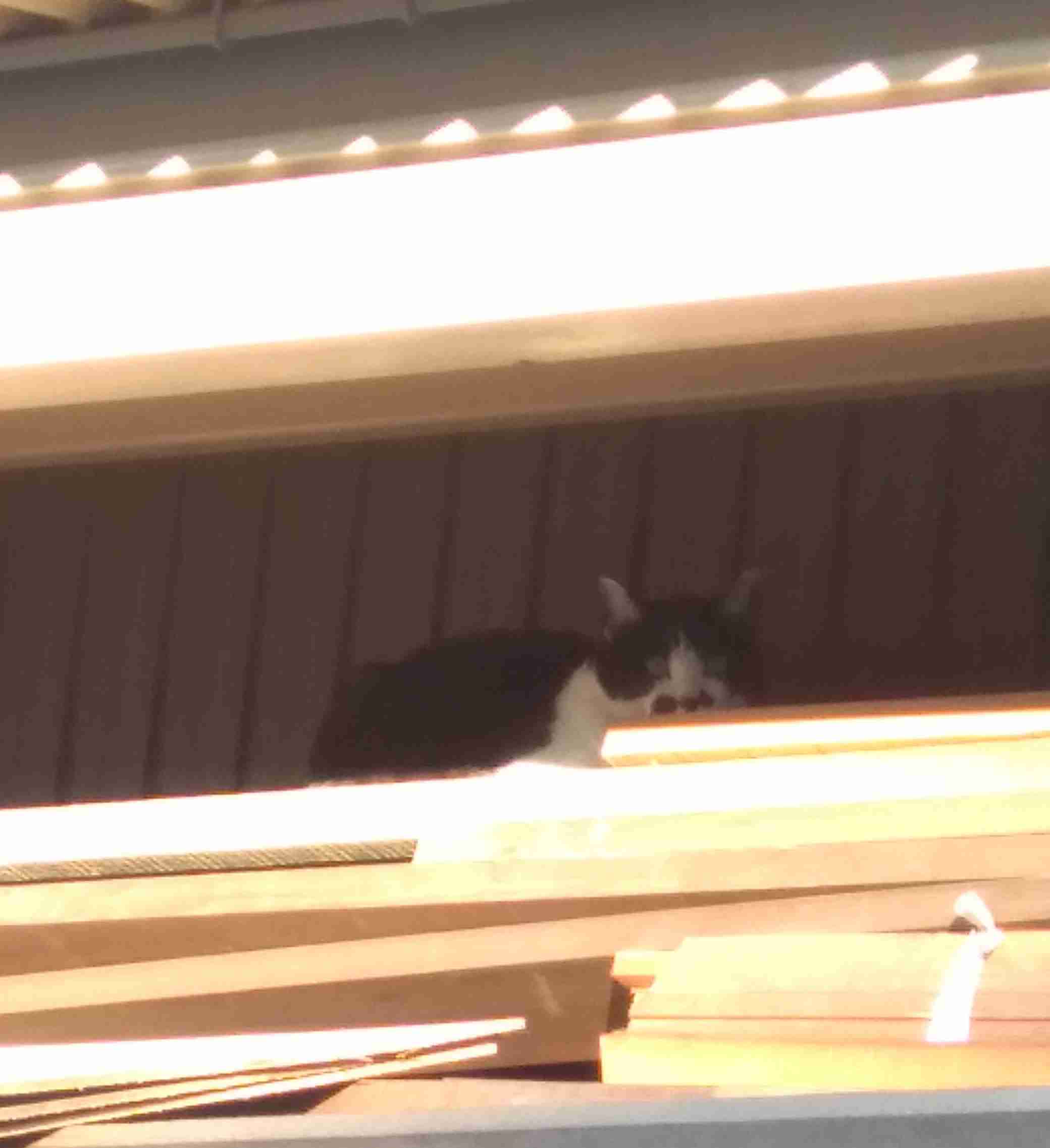 がるちゃん猫カフェ75号店開店しました♪(初めての方も大歓迎♪)