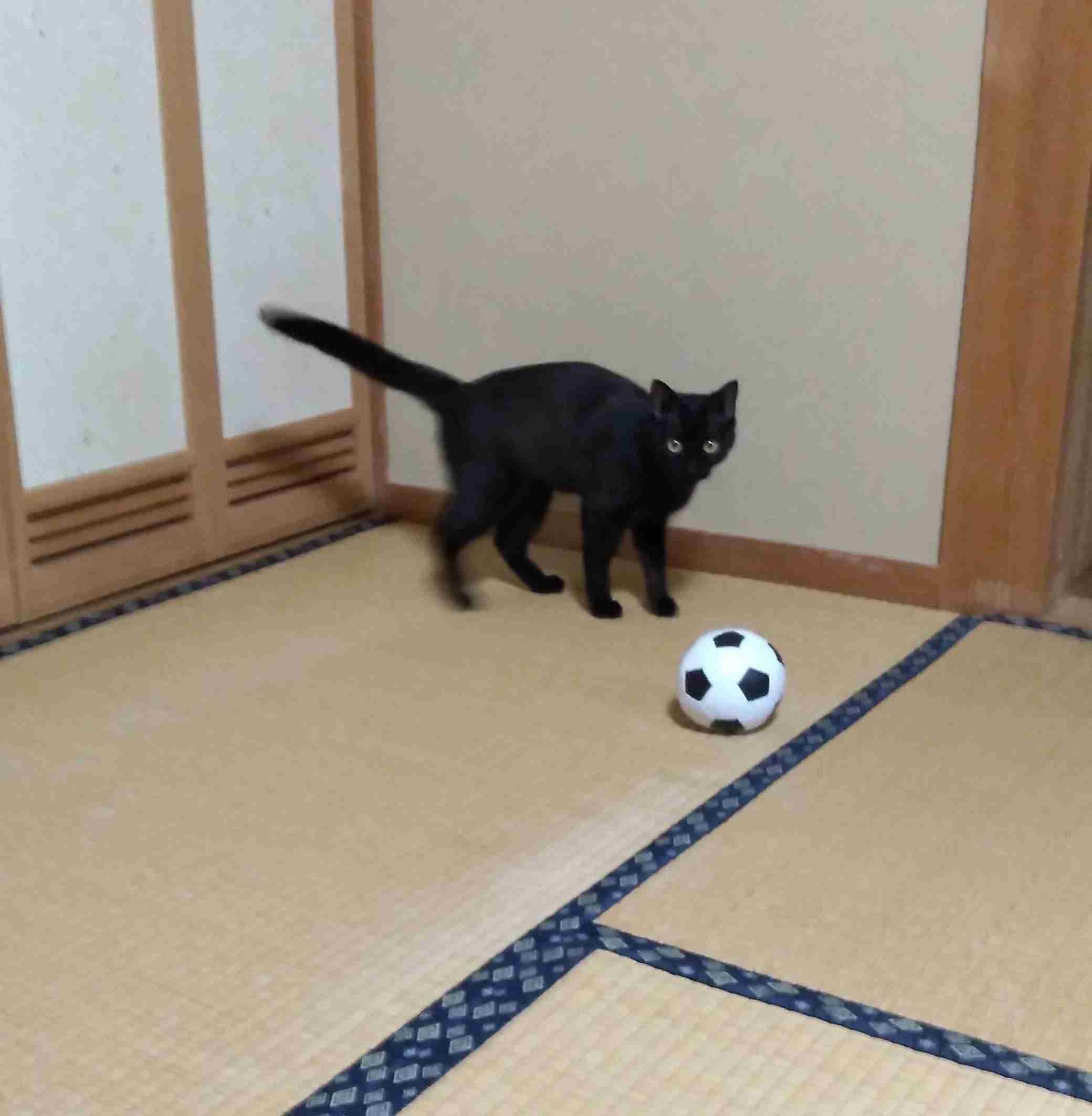 がるちゃん猫カフェ75号店開店しました♪(初めての方も大歓迎♪)
