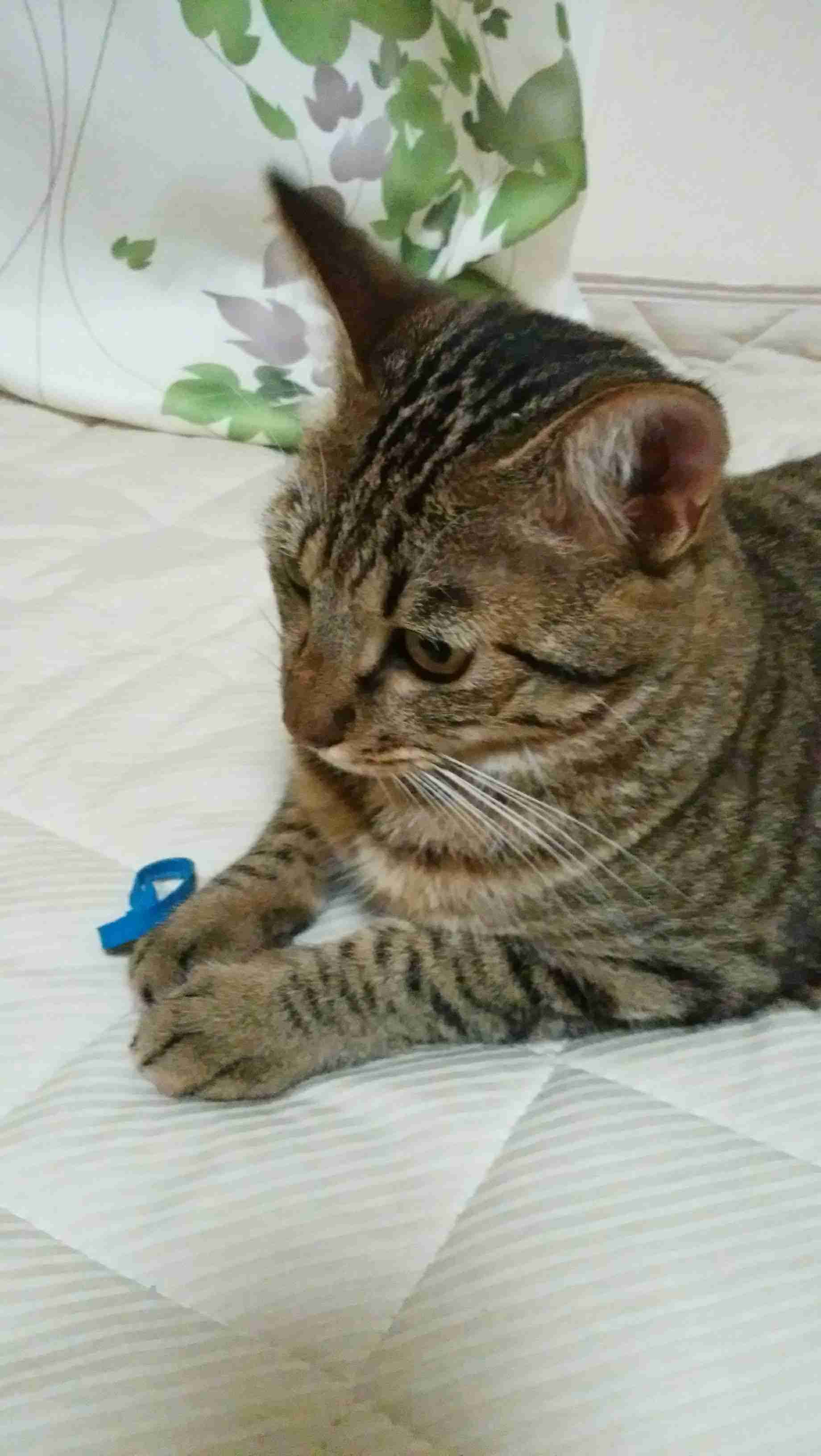 がるちゃん猫カフェ75号店開店しました♪(初めての方も大歓迎♪)