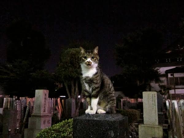 がるちゃん猫カフェ75号店開店しました♪(初めての方も大歓迎♪)