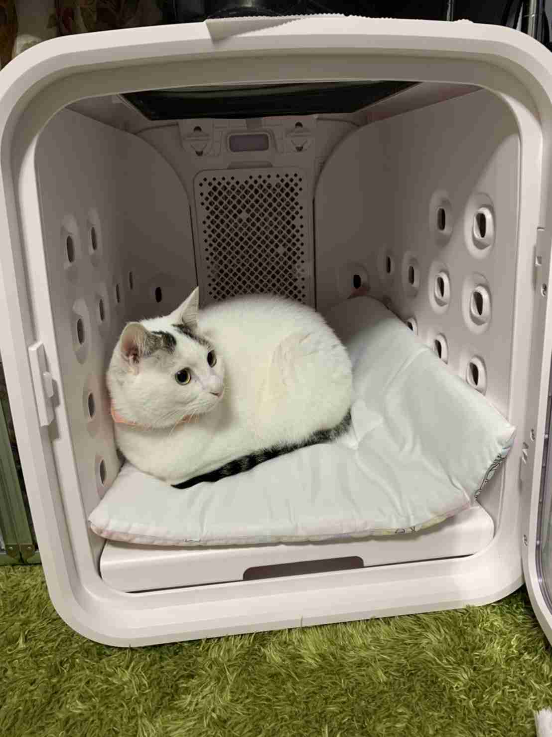 がるちゃん猫カフェ75号店開店しました♪(初めての方も大歓迎♪)
