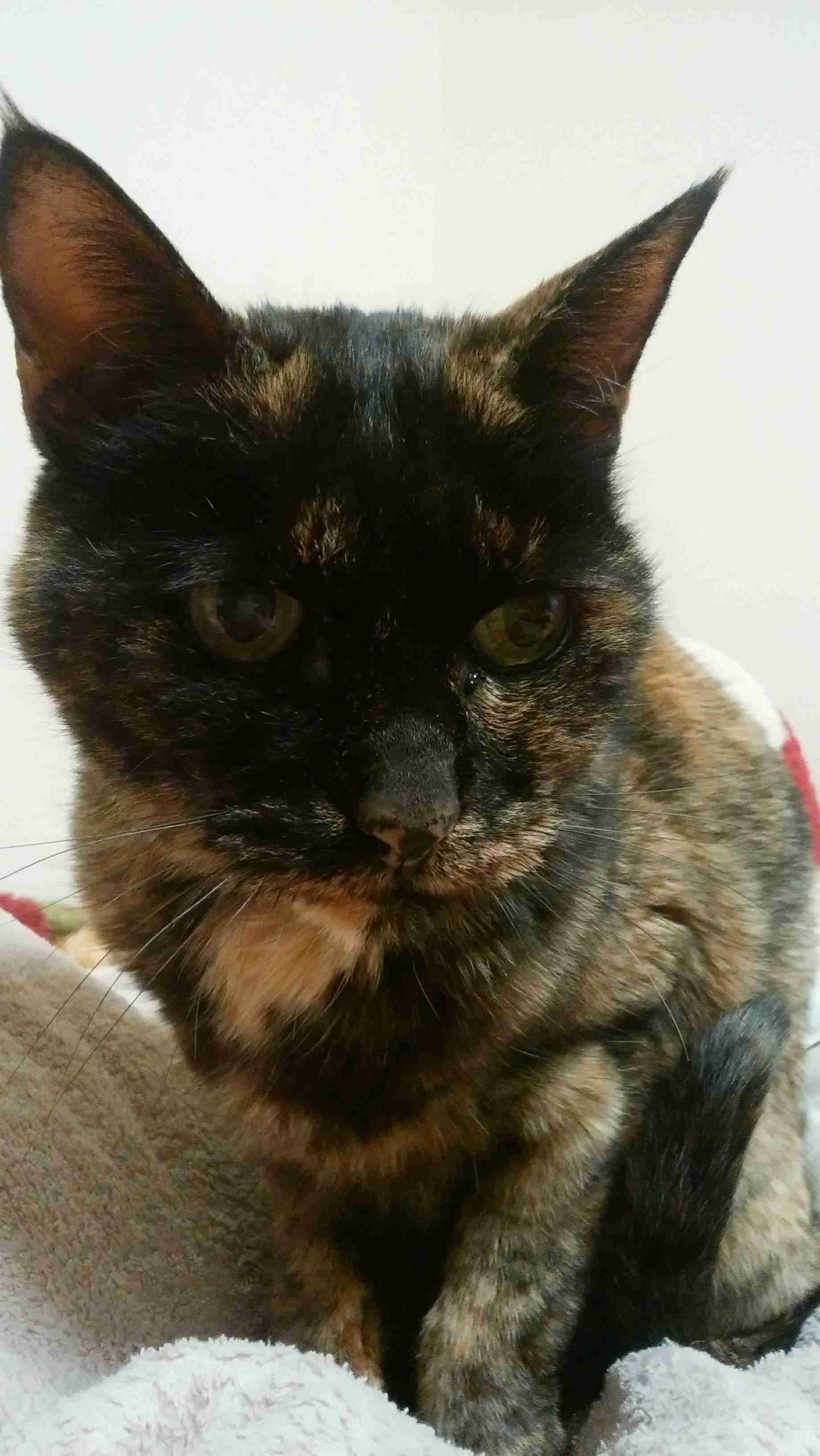 がるちゃん猫カフェ75号店開店しました♪(初めての方も大歓迎♪)