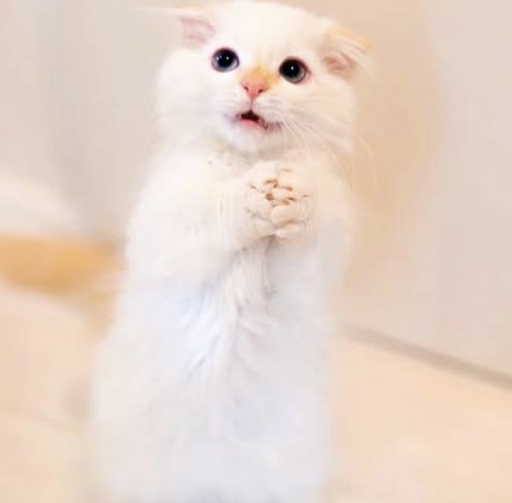 がるちゃん猫カフェ75号店開店しました♪(初めての方も大歓迎♪)