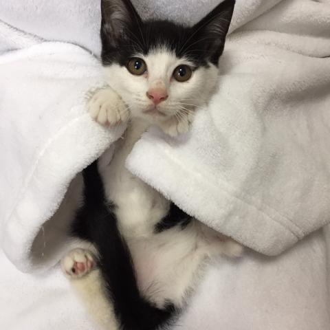 がるちゃん猫カフェ75号店開店しました♪(初めての方も大歓迎♪)