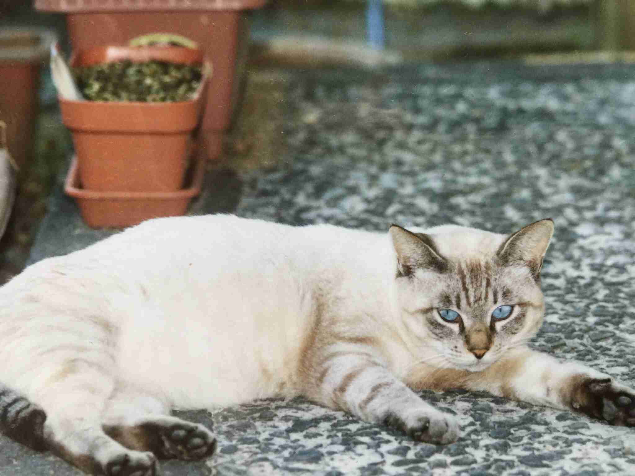 がるちゃん猫カフェ75号店開店しました♪(初めての方も大歓迎♪)