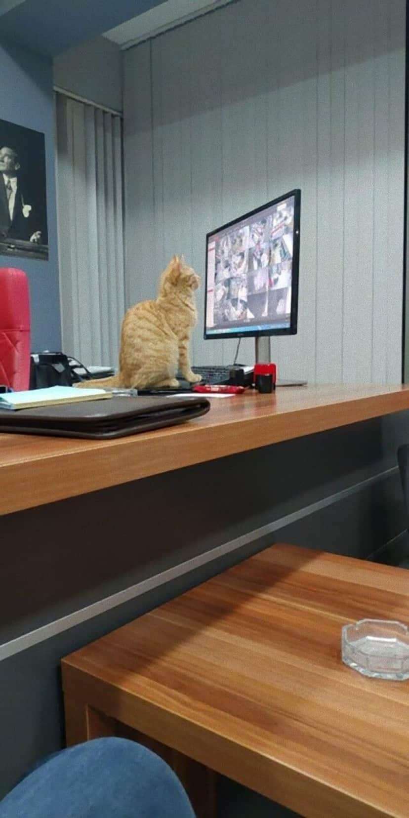 がるちゃん猫カフェ75号店開店しました♪(初めての方も大歓迎♪)