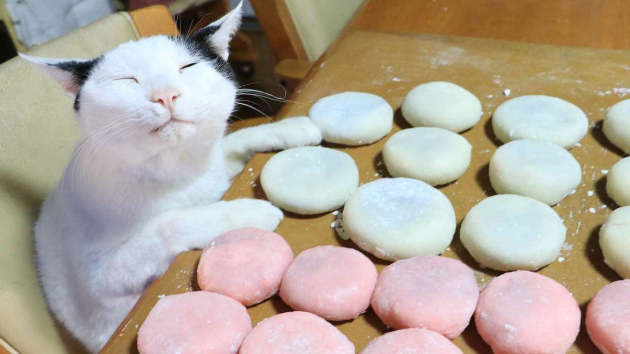 がるちゃん猫カフェ75号店開店しました♪(初めての方も大歓迎♪)