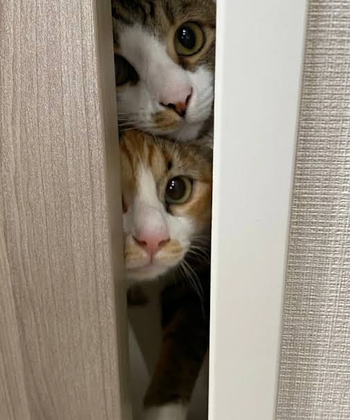 がるちゃん猫カフェ75号店開店しました♪(初めての方も大歓迎♪)